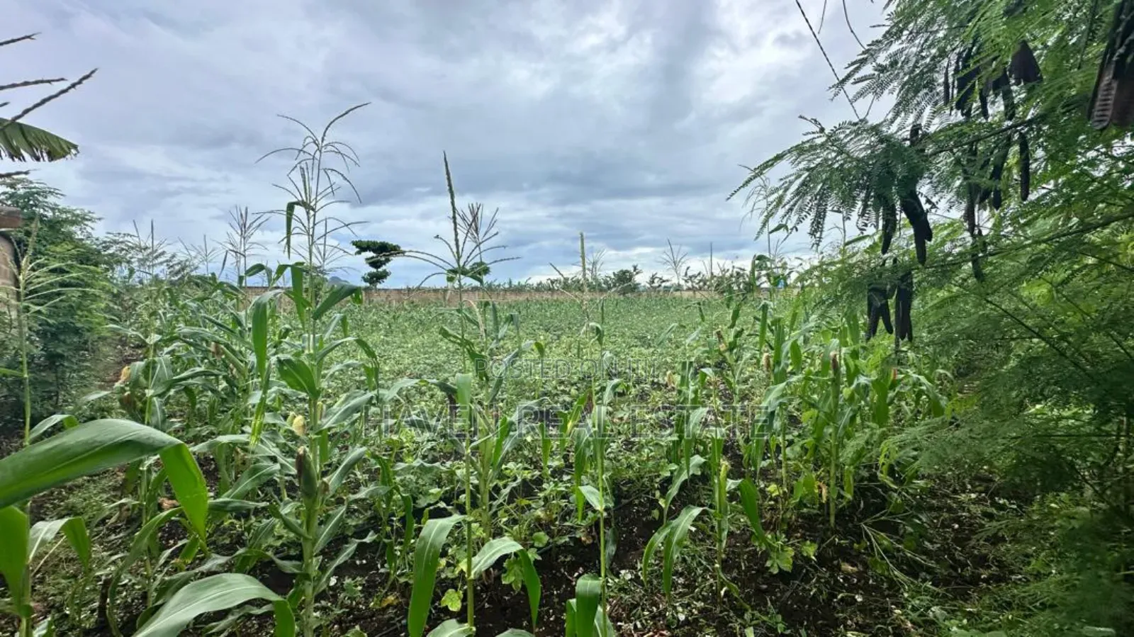 A Main Road Plot for Sale at Buyu Zanzibar in Unguja North
