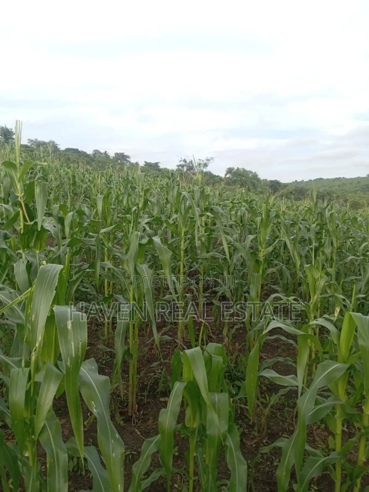 Shamba La Ekari 690 Linakodishwa Lugufu-Uvinza, Kigoma in Kigoma Rural