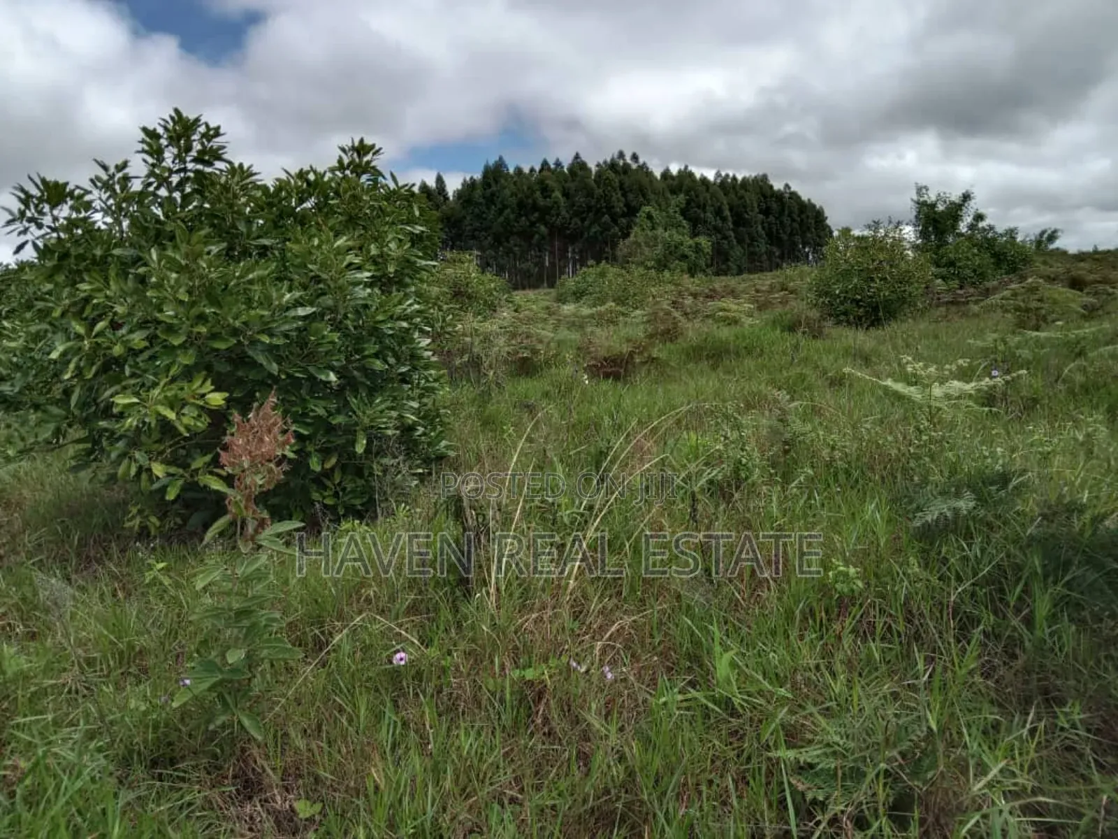 Shamba La Ekari 100 La Parachichi Linauzwa Njombe in Njombe Rural