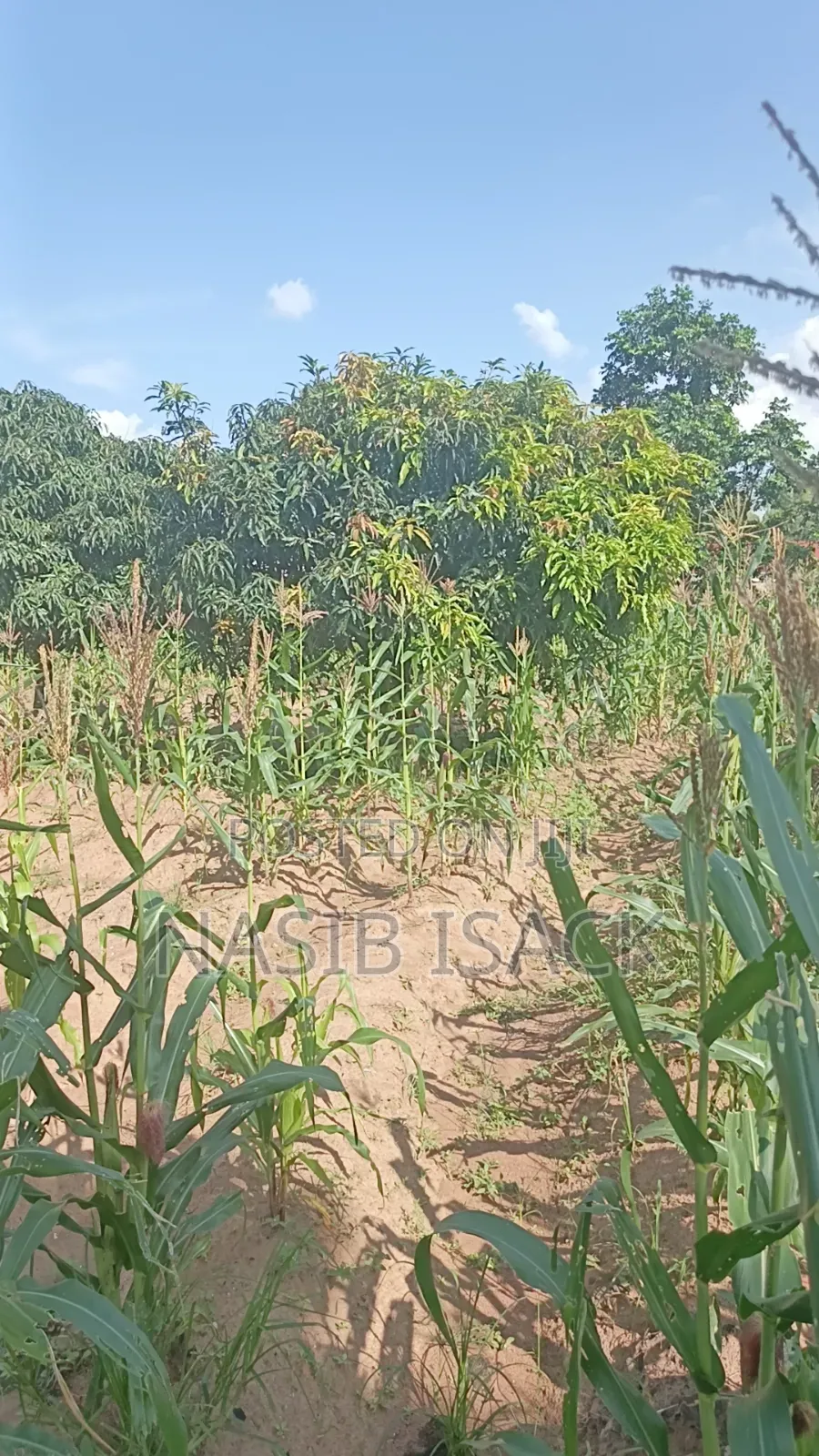 Plot for Sale Mwanza Busweru in Buswelu