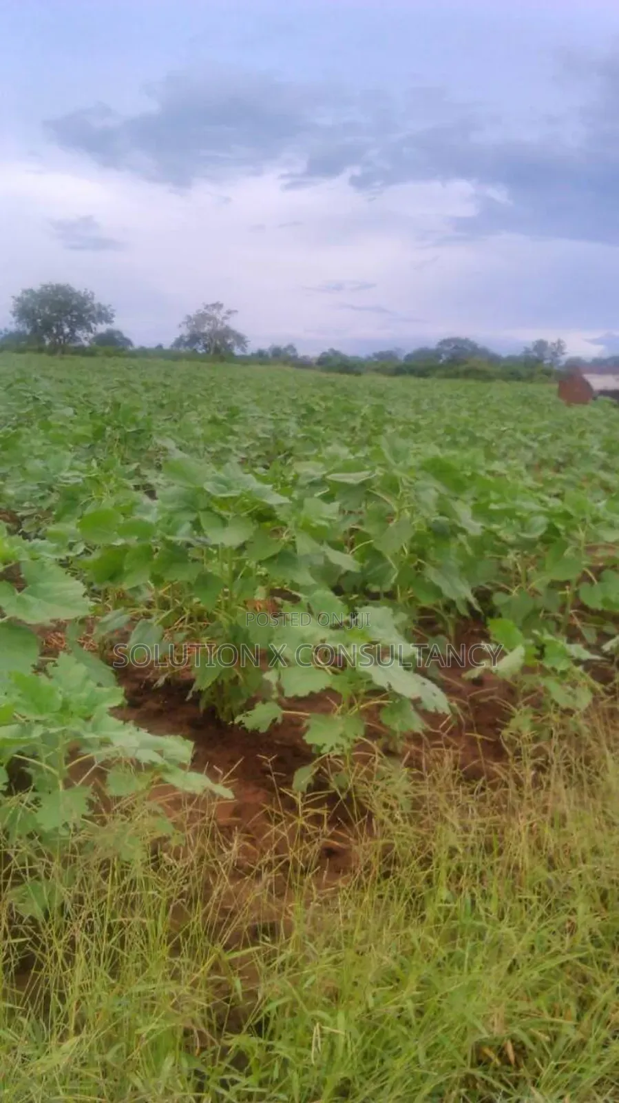 Farm for Sale at Morogoro in Bagamoyo