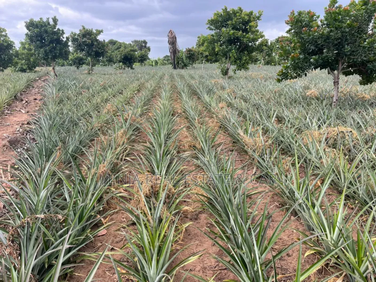 Shamba La Mananasi Linauzwa Heka 5 Kiwangwa in Kiwangwa