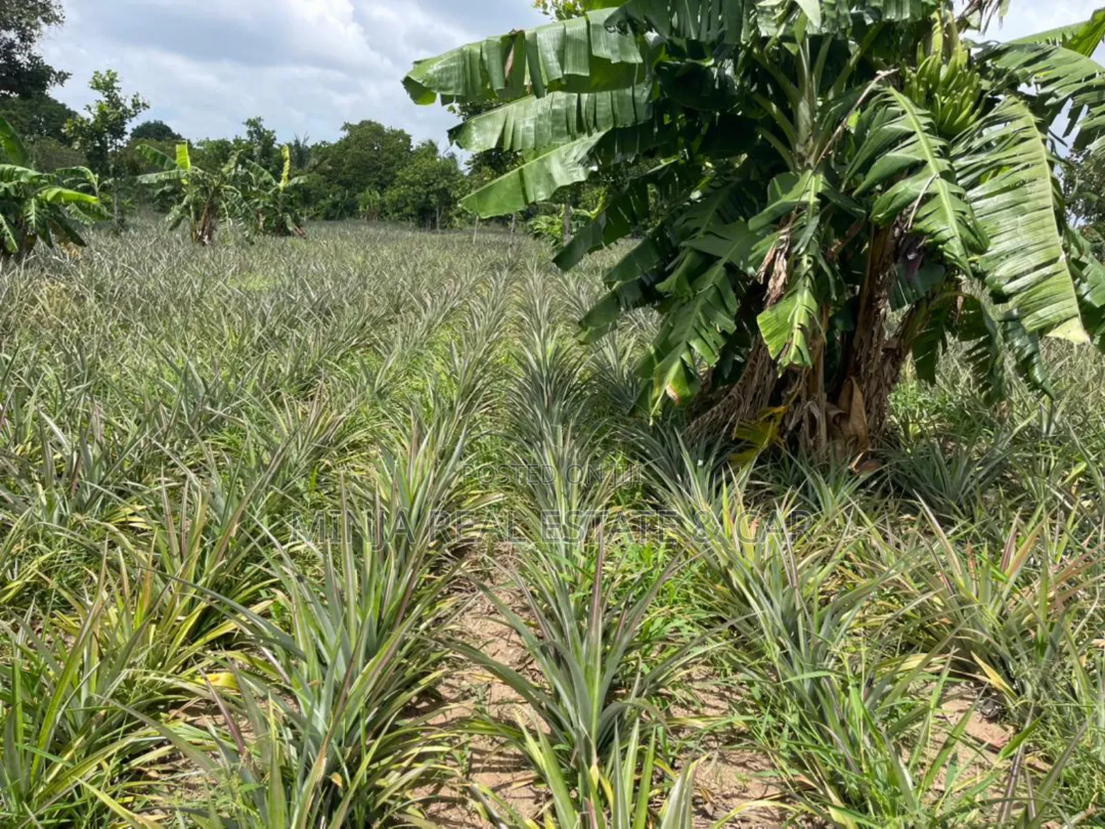 Shamba La Mananasi Linauzwa Heka 5 Kiwangwa in Kiwangwa
