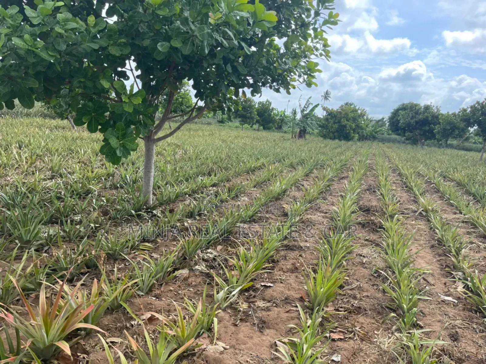 Shamba La Mananasi Linauzwa Heka 5 Kiwangwa in Kiwangwa