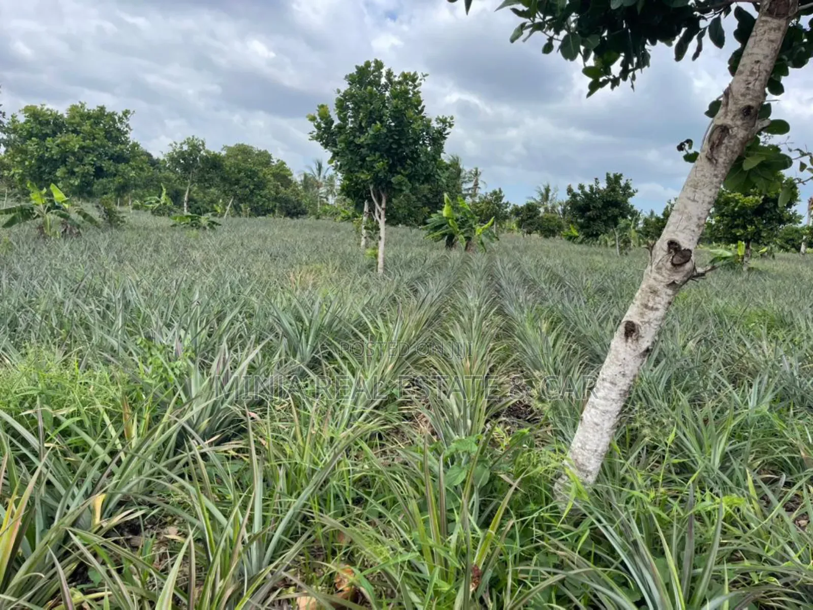 Shamba La Mananasi Linauzwa Heka 5 Kiwangwa in Kiwangwa