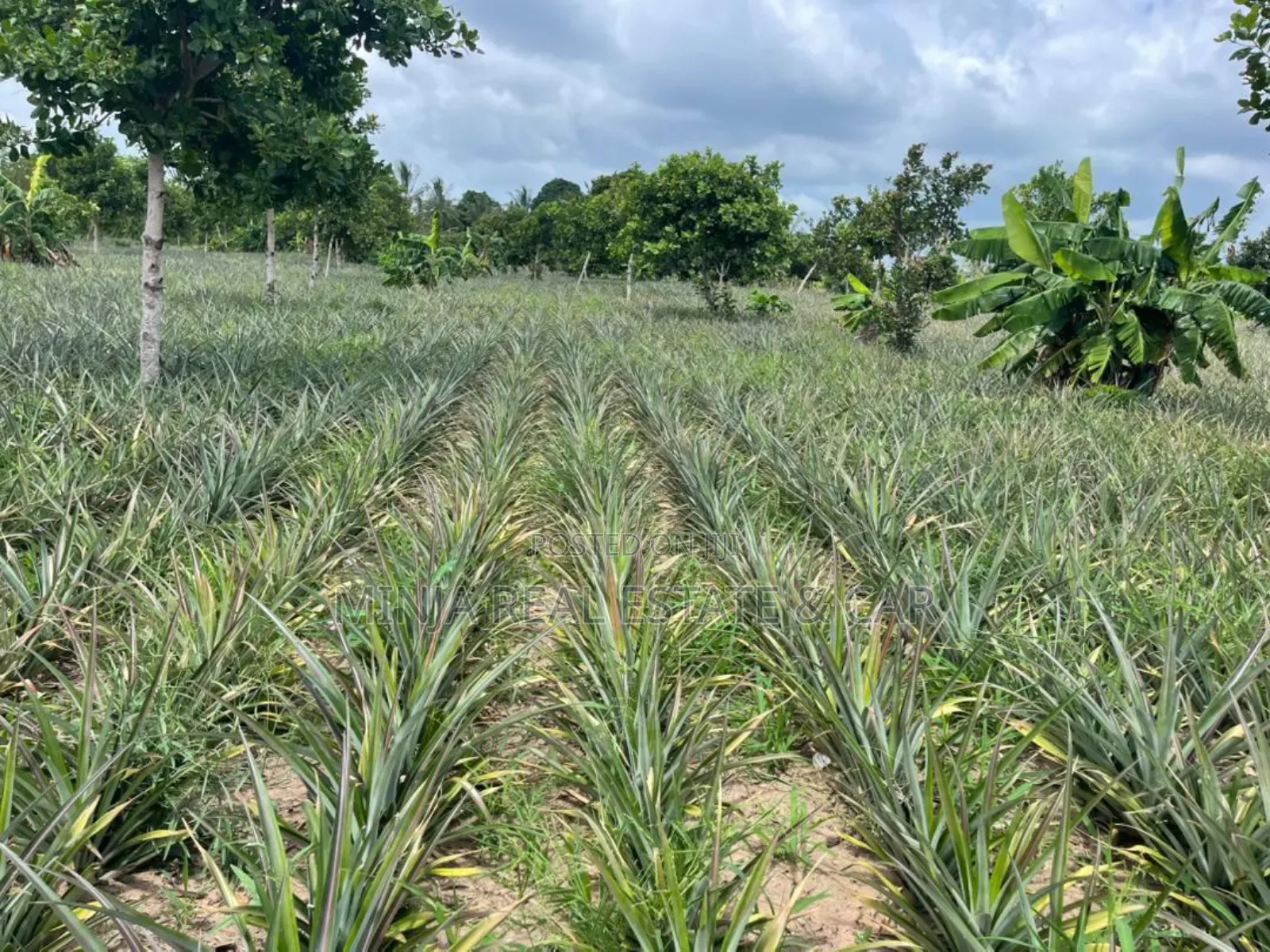Shamba La Mananasi Linauzwa Heka 5 Kiwangwa in Kiwangwa