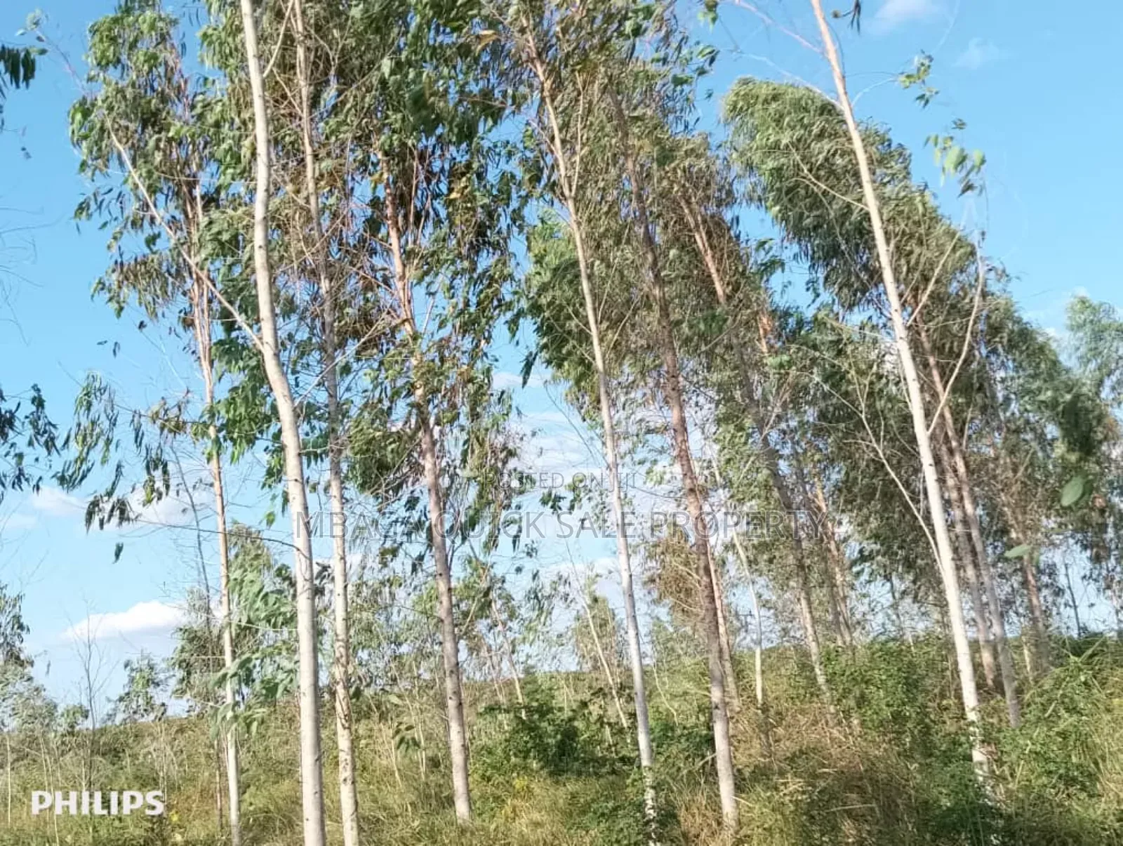 Farm 325 Acres for Sale at Mkuranga in Cluding Godown, Fish Pound in Mkuranga