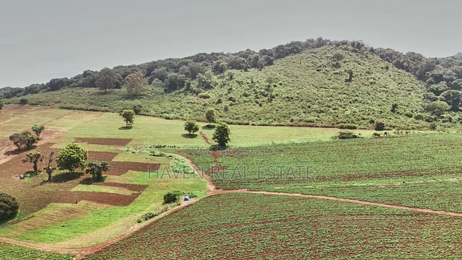 *2,000 Acres Investment Farms for Sale in Ol Molog, West Kilimanjaro* in Siha