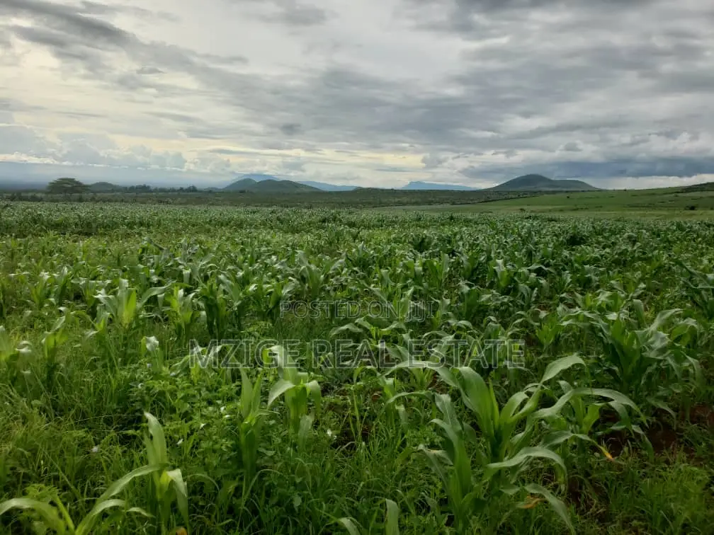 756 Acres Farm Within the Wildlife Corridor 4 Sale in West Kilimanjaro in Sanya Juu