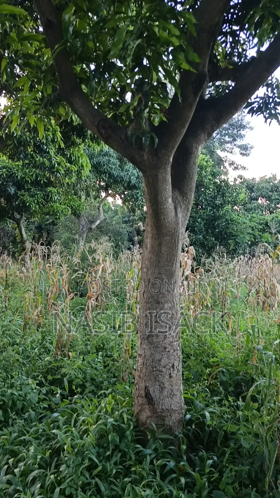 Plot for Sale in Ilemela