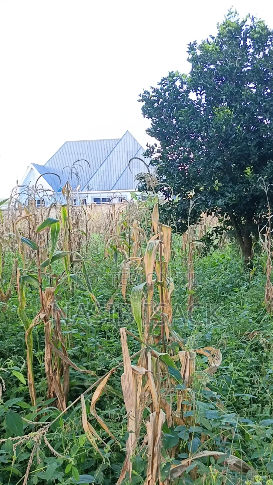 Plot for Sale in Ilemela