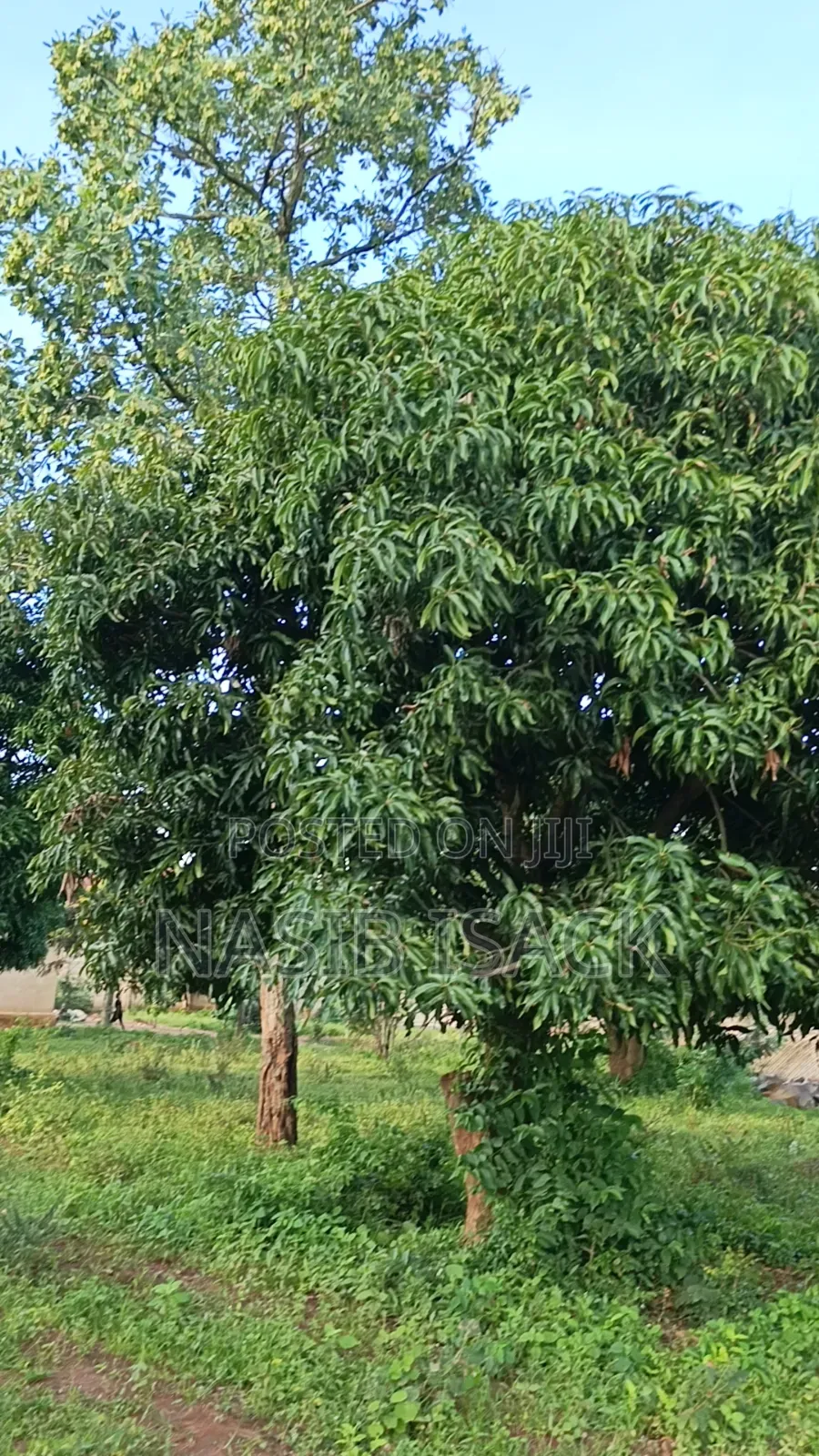 Plot for Sale in Ilemela