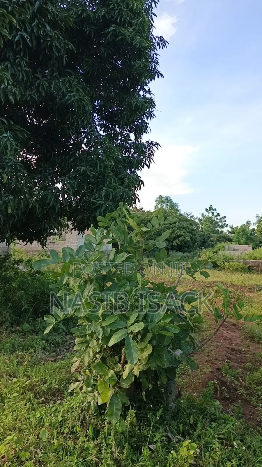 Plot for Sale in Ilemela