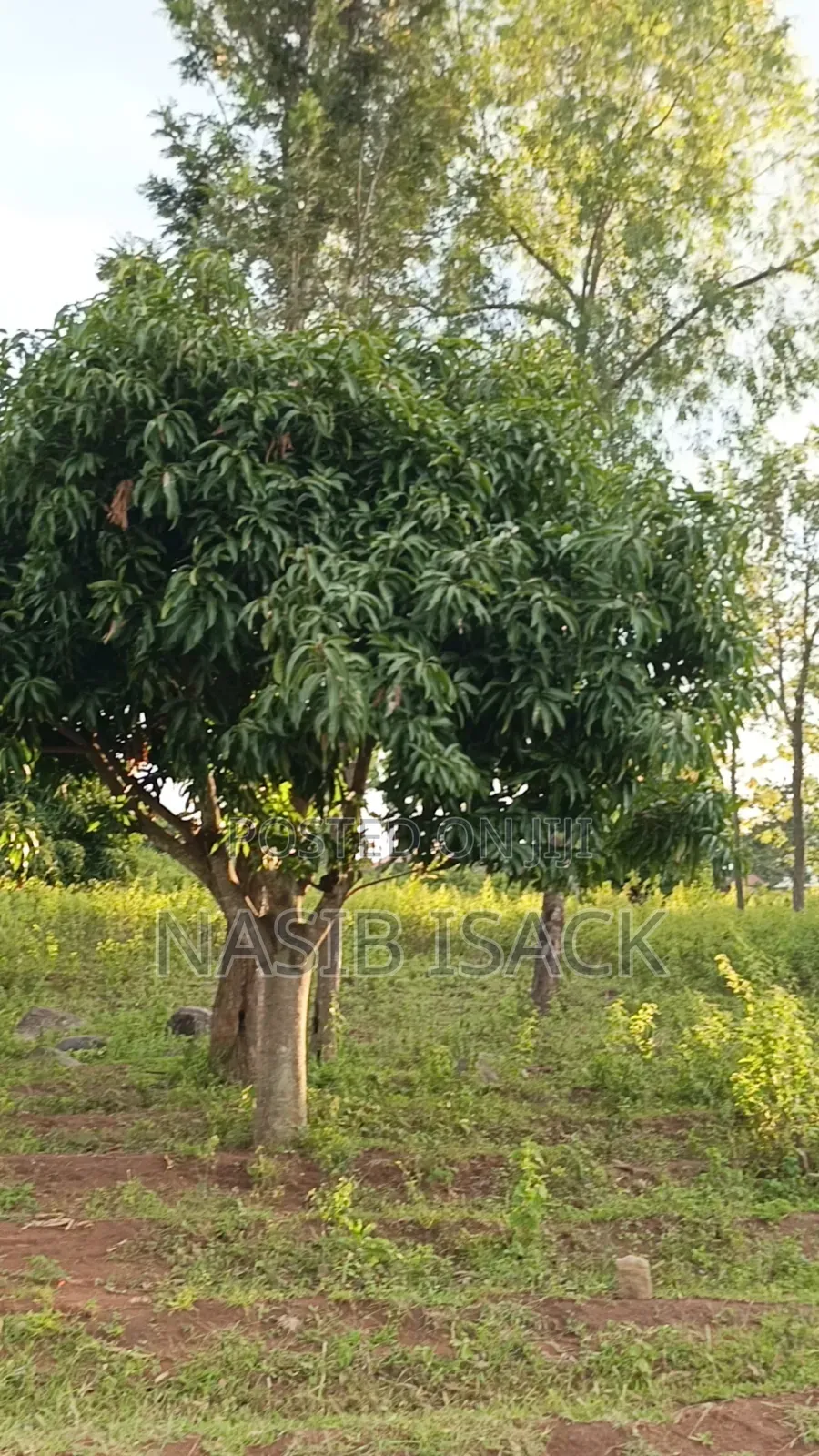 Plot for Sale 3000 Square Meters Busweru in Buswelu