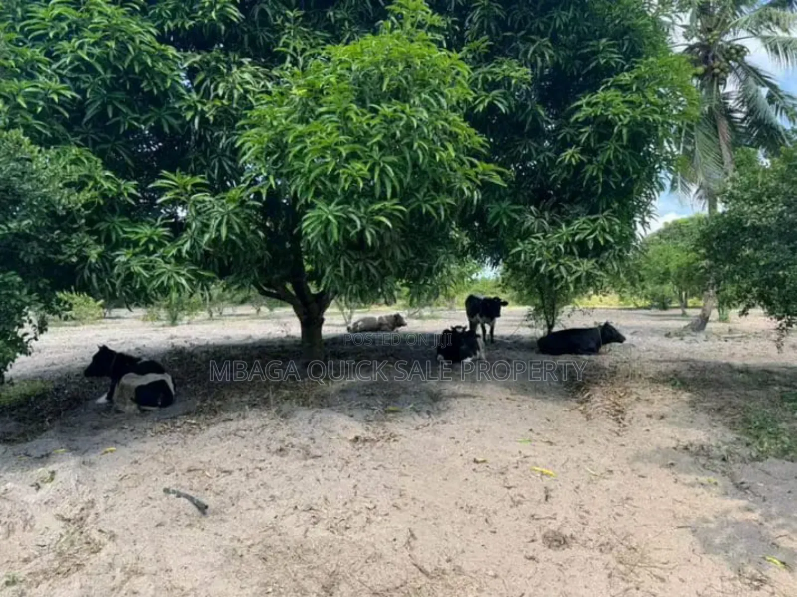 Farm With 30 Acres for Sale at Vikindu Mkuranga in Vikindu