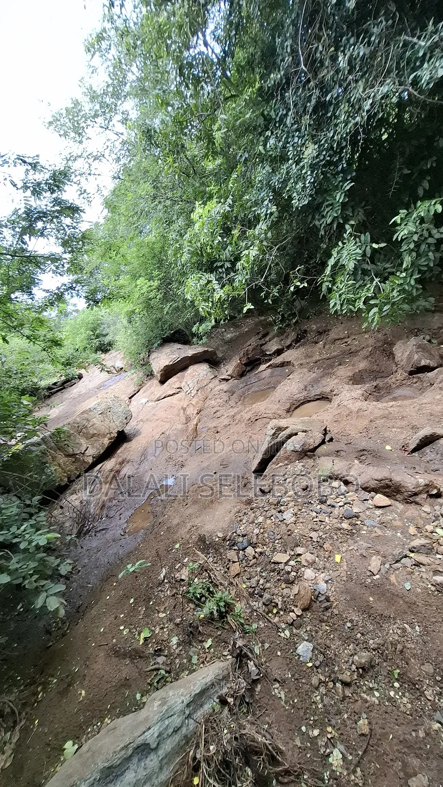 Permit Available Hector 150 for Pebbles in Msata in Msata