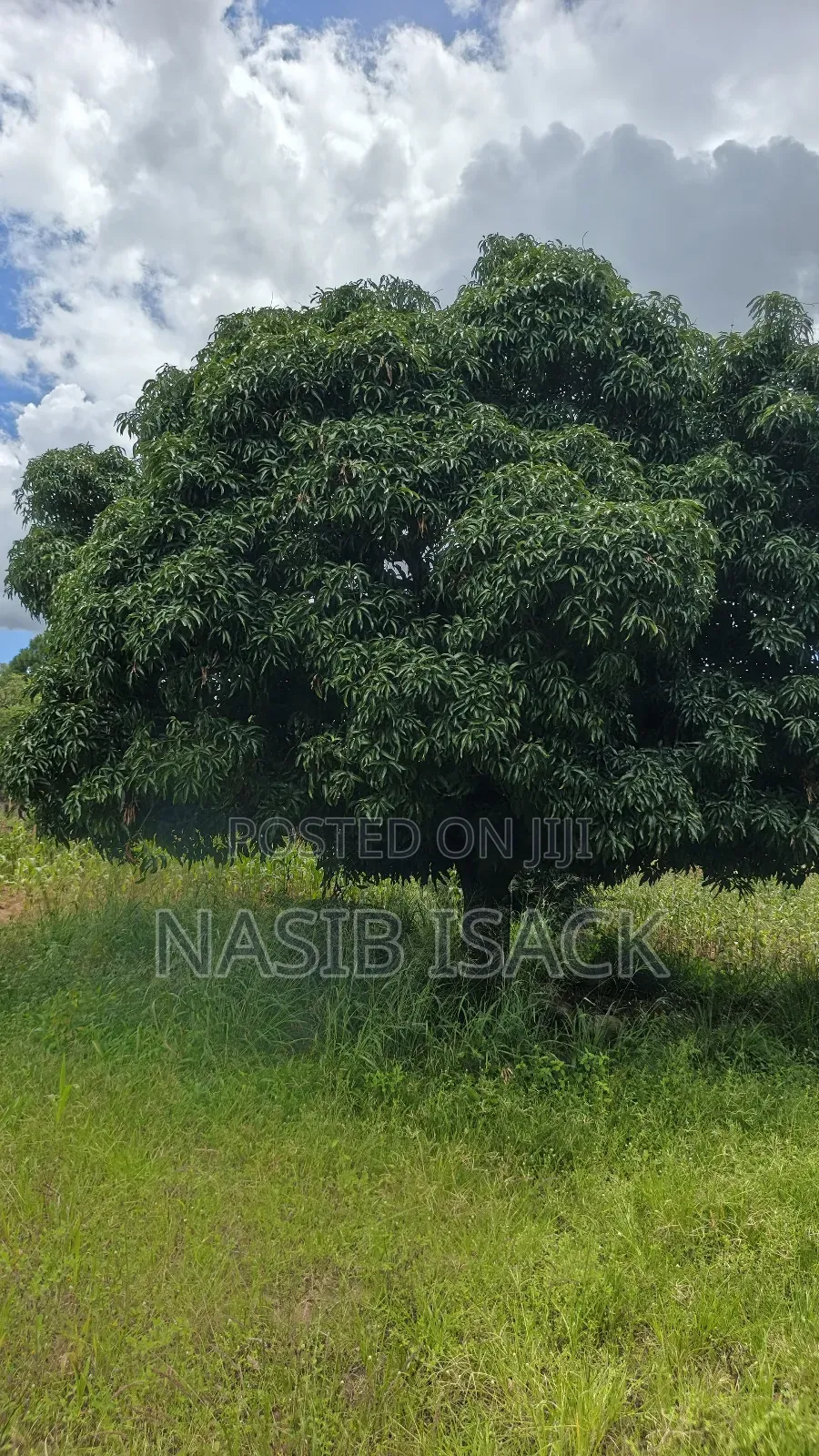 Plot for Sale Square Meters 6300 in Nyamongoro
