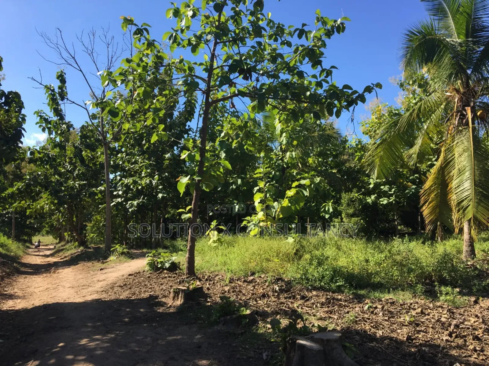 Farm Land With Teak Trees, Mango Trees for Sale at Morogoro - Ifakara in Ifakara
