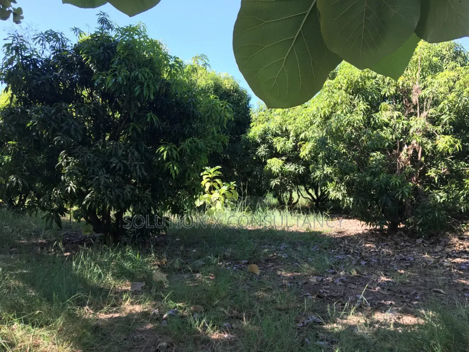 Farm Land With Teak Trees, Mango Trees for Sale at Morogoro - Ifakara in Ifakara