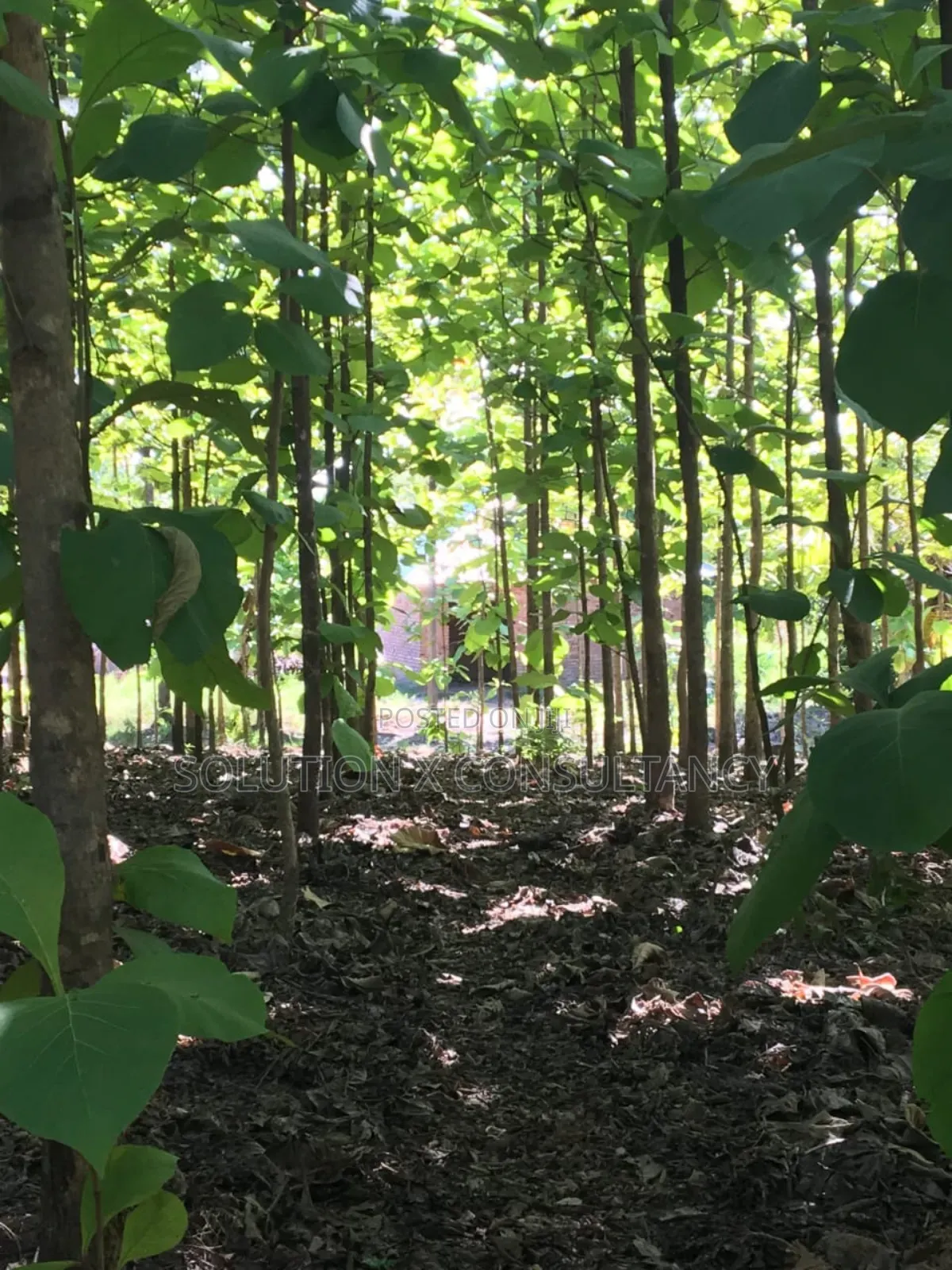 Farm Land With Teak Trees, Mango Trees for Sale at Morogoro - Ifakara in Ifakara