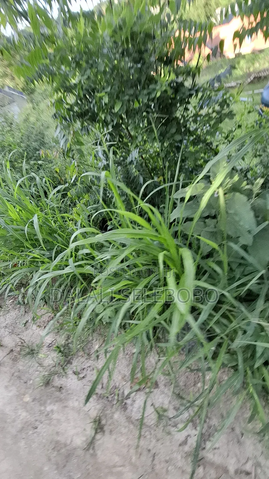 150 Hector at Bagamoyo Zinga Investment Area in Zinga