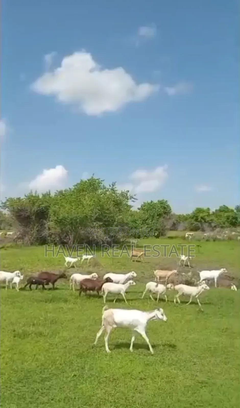 Shamba La Ekari 300 Linauzwa Msoga Bagamoyo in Chalinze