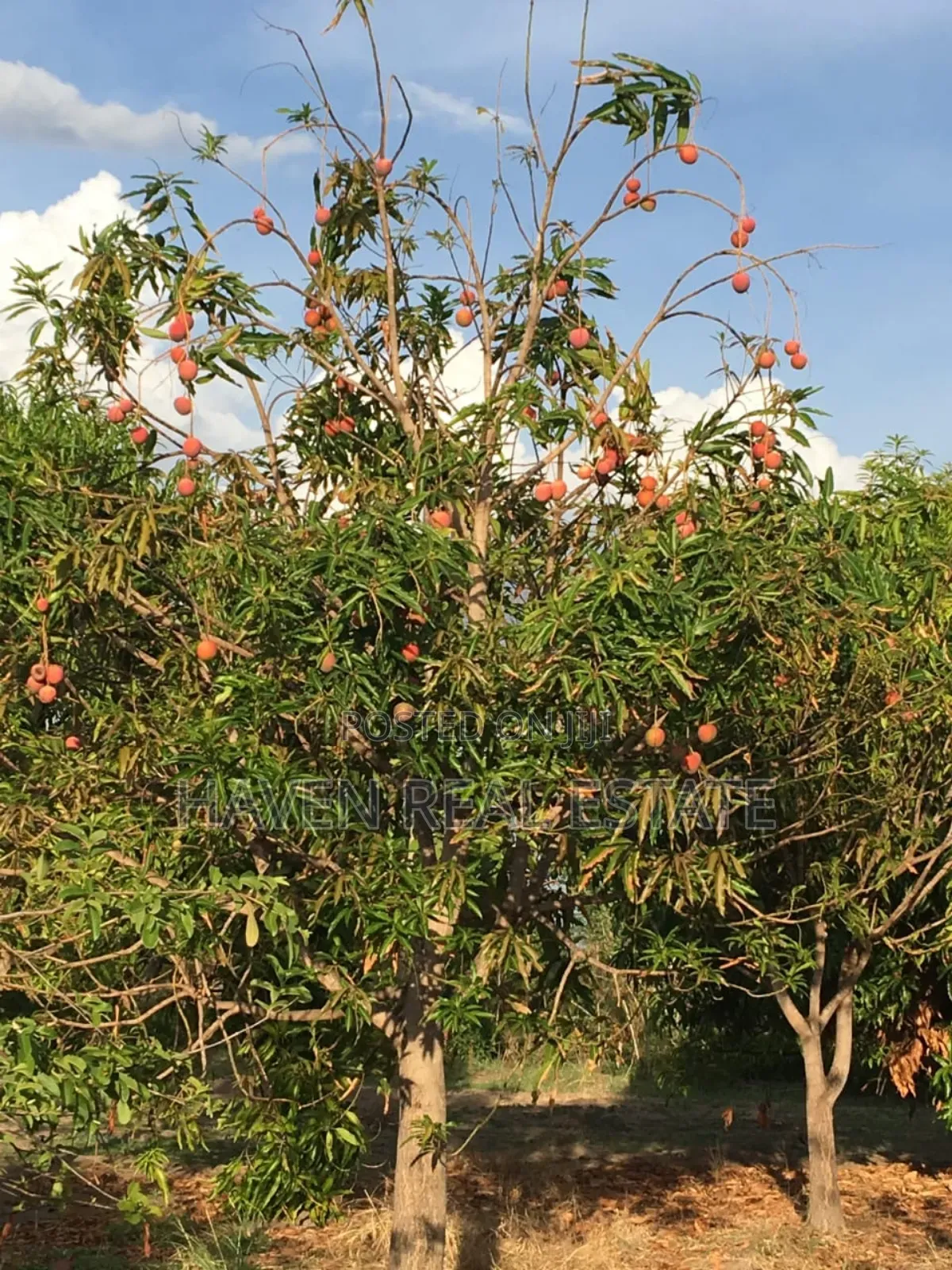 Shamba La Ekari 374 Linauzwa Ifakara Morogoro in Ifakara