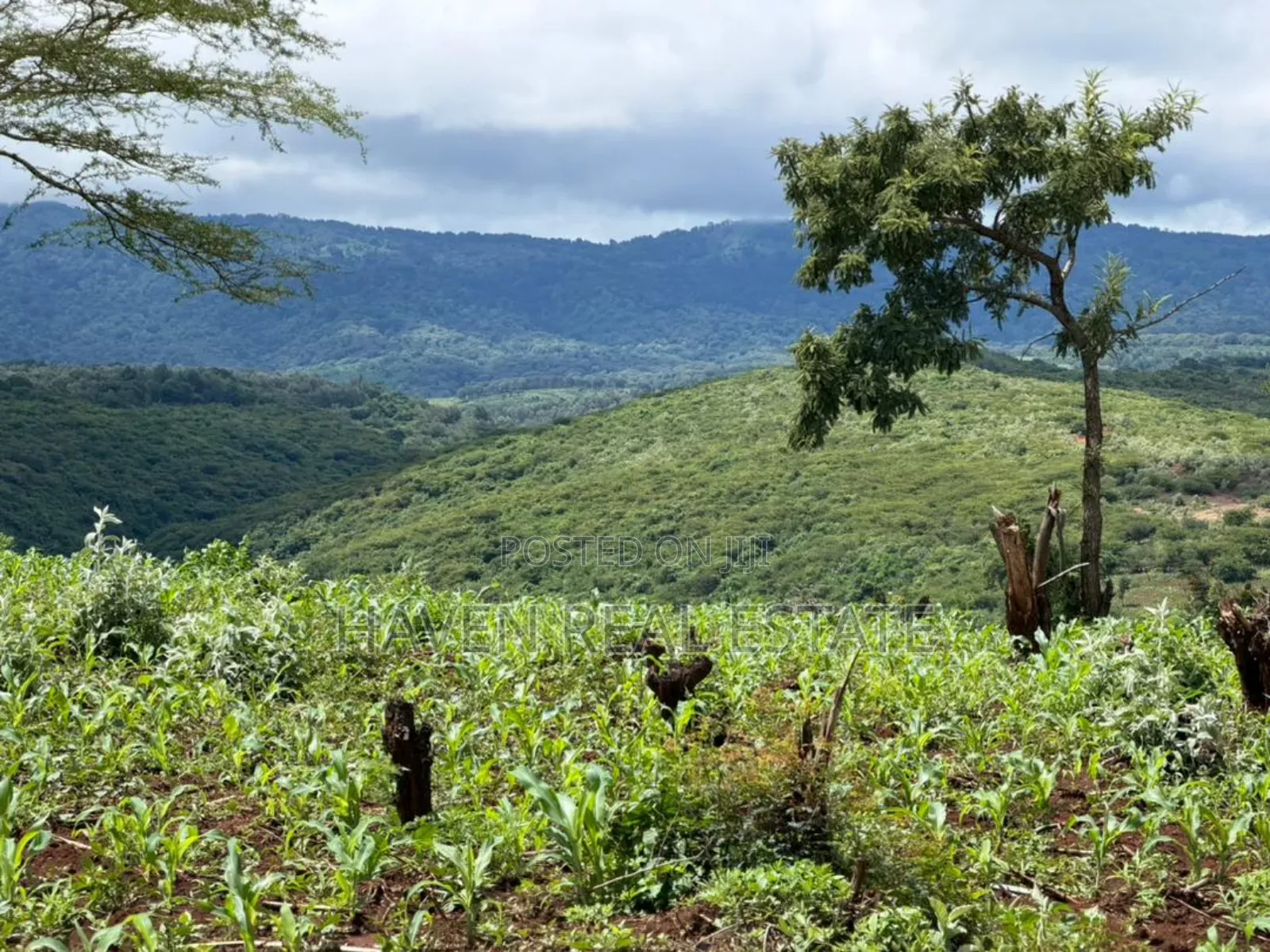 20 Acre For Investment In Karatu – Overlooking Ngorongoro Rim* in Ngorongoro