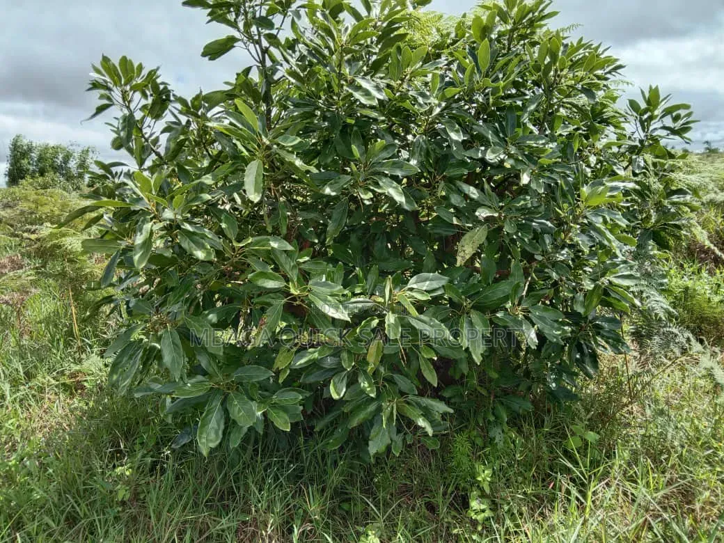 Avacado Farm for Sale at Njombe 100 Acres in Idamba
