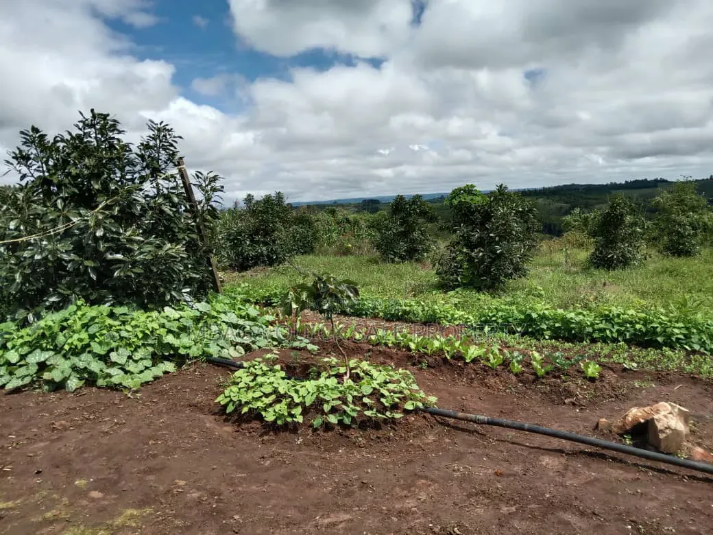 Avacado Farm for Sale at Njombe 100 Acres in Idamba