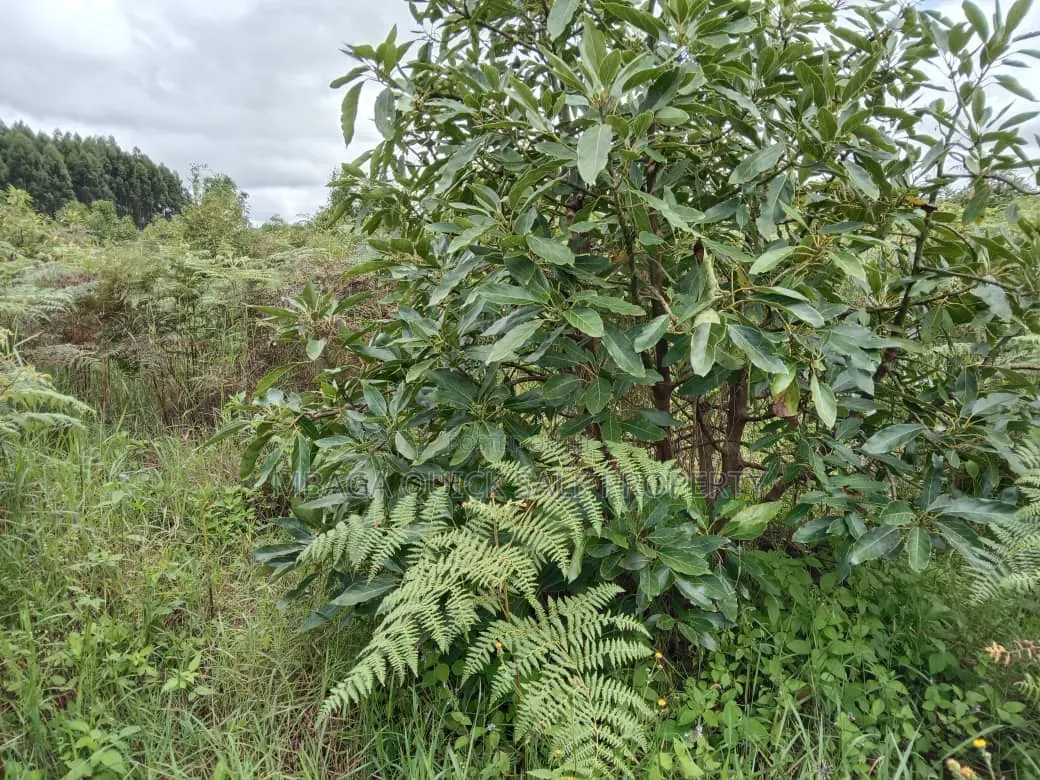 Avacado Farm for Sale at Njombe 100 Acres in Idamba