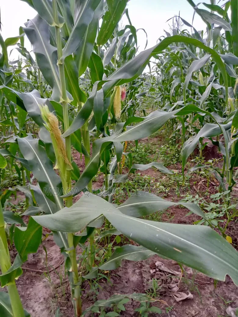 Farm for Sale at Kiwangwa Bagamoyo 184 Acres Along Wami River in Kiwangwa