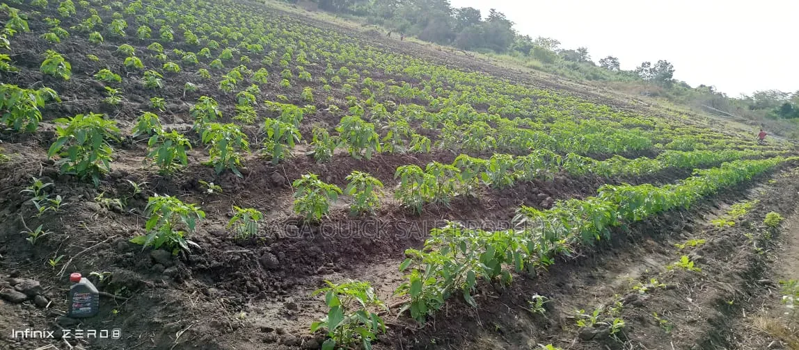 Farm for Sale at Kiwangwa Bagamoyo 184 Acres Along Wami River in Kiwangwa