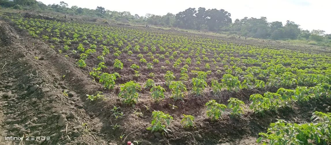 Farm for Sale at Kiwangwa Bagamoyo 184 Acres Along Wami River in Kiwangwa