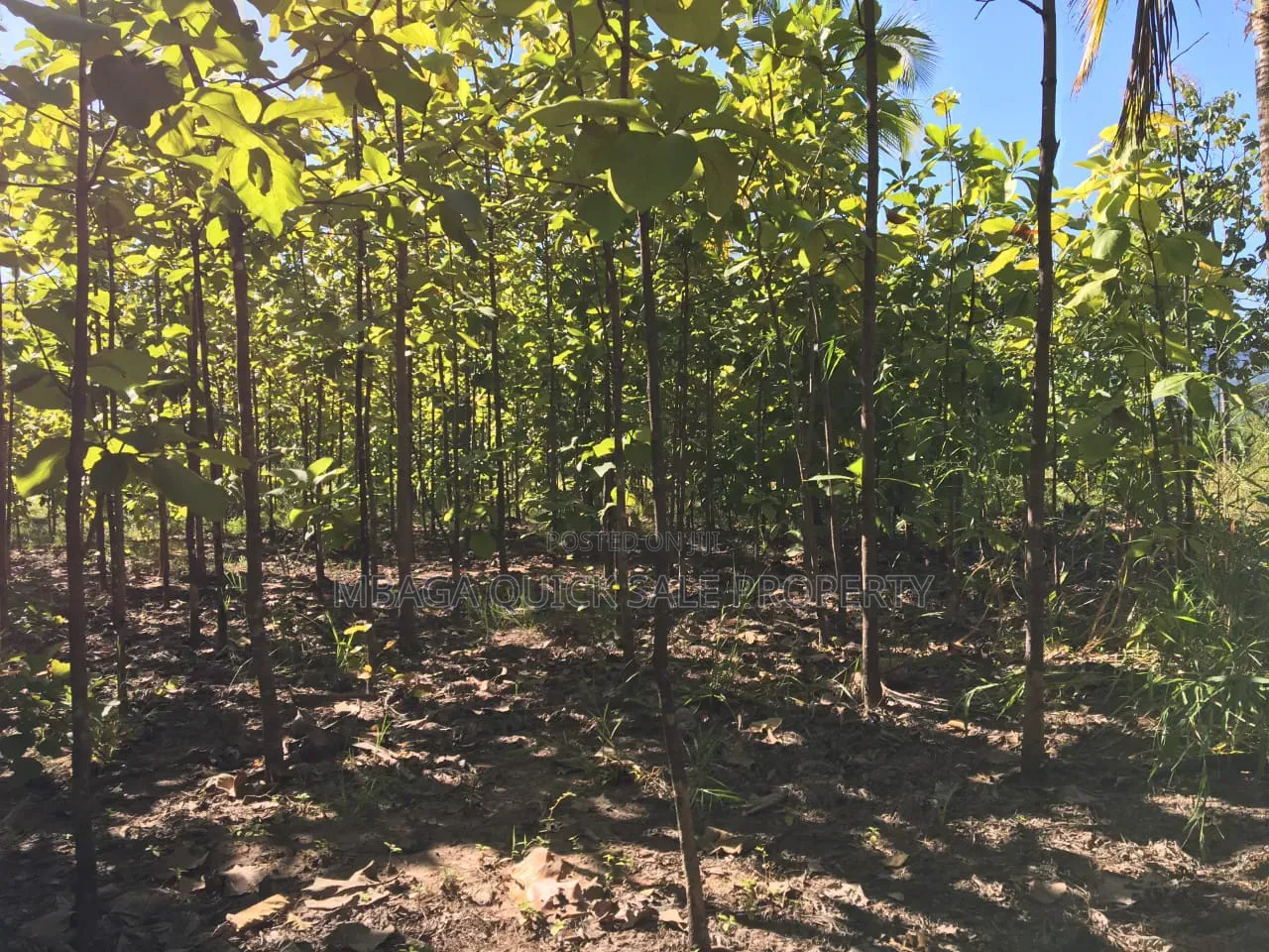 Farm With 374.7 Acres for Sale at Ifakara Mikumi in Ifakara