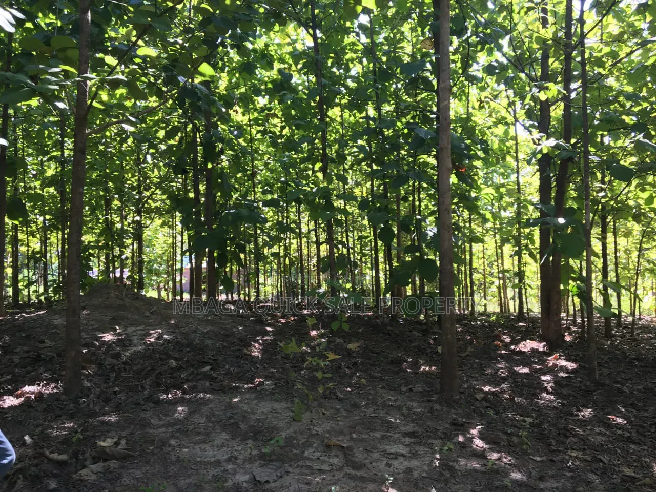 Farm With 374.7 Acres for Sale at Ifakara Mikumi in Ifakara