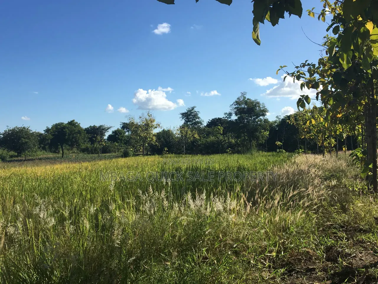 Farm With 374.7 Acres for Sale at Ifakara Mikumi in Ifakara