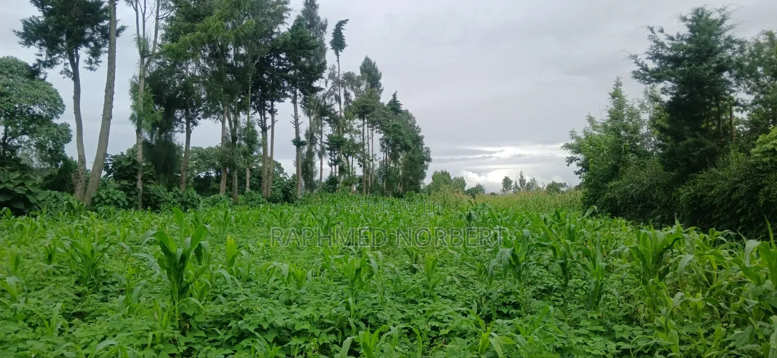 Plot for Sale at Ngaramton- Kilimamoto Area,Arusha-Tanzania in Central Business Area