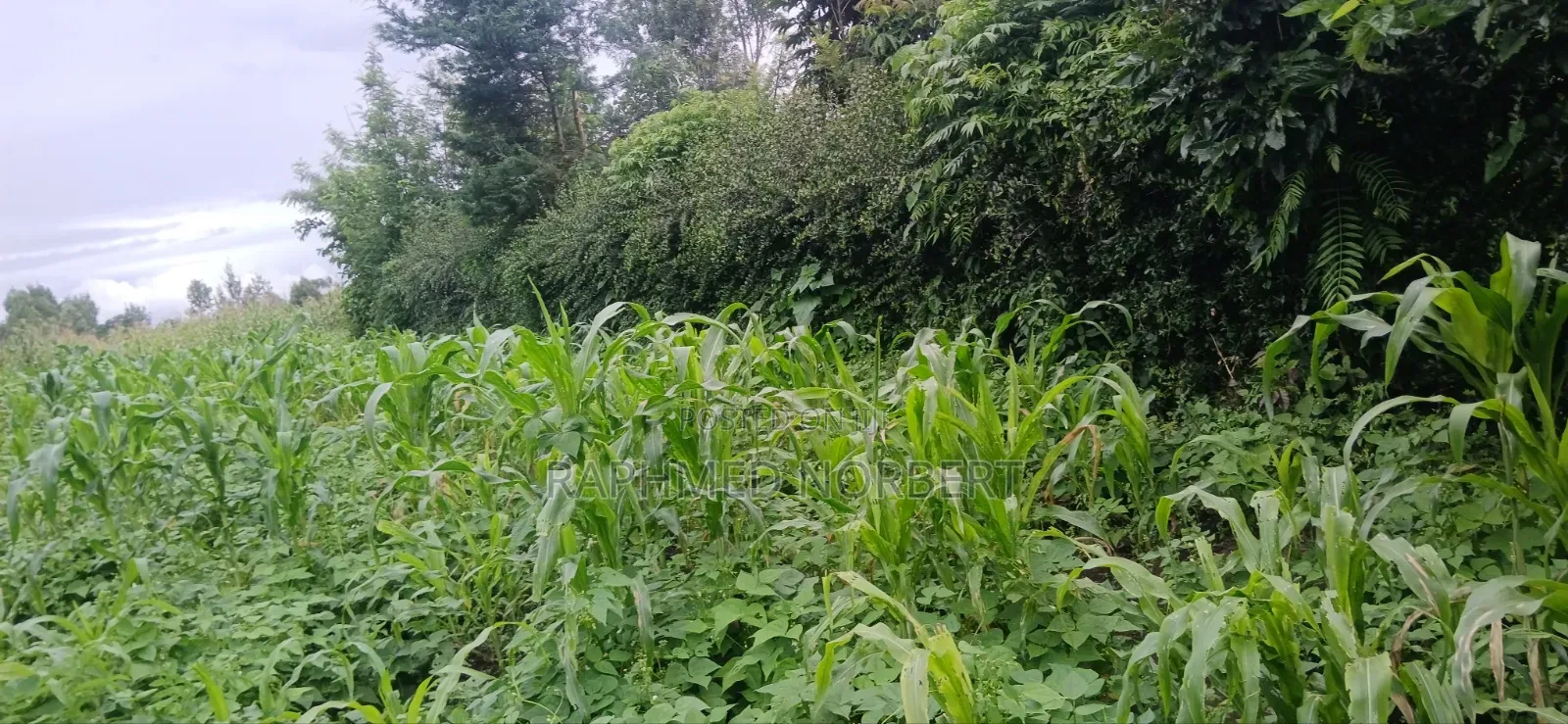 Plot for Sale at Ngaramton- Kilimamoto Area,Arusha-Tanzania in Central Business Area