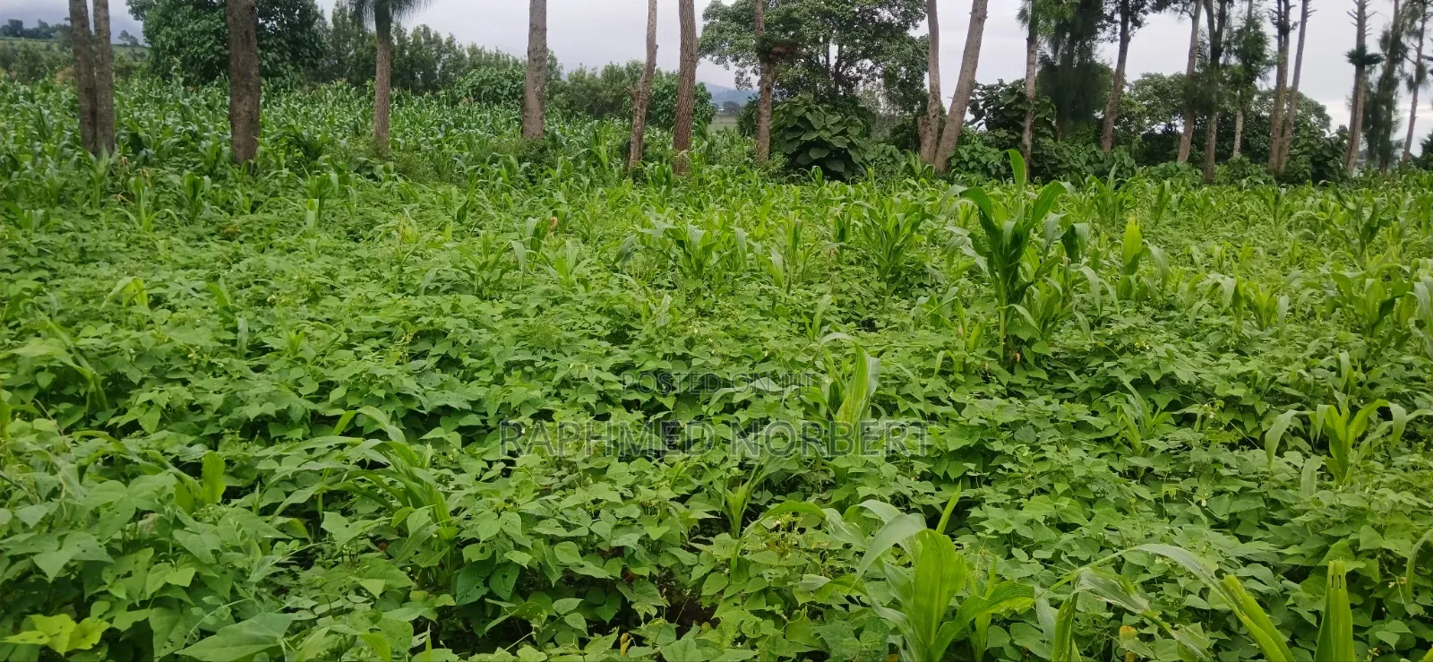 Plot for Sale at Ngaramton- Kilimamoto Area,Arusha-Tanzania in Central Business Area