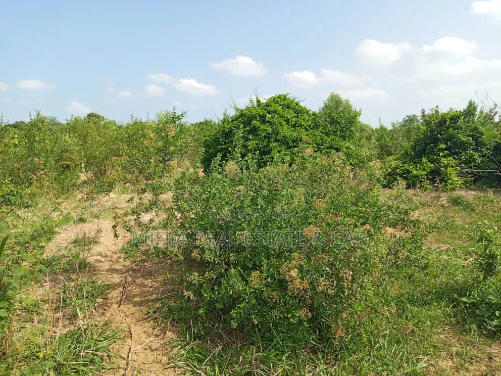 The Farm or Shamba for Irrigation for Sale Nearly Wami River in Kiwangwa