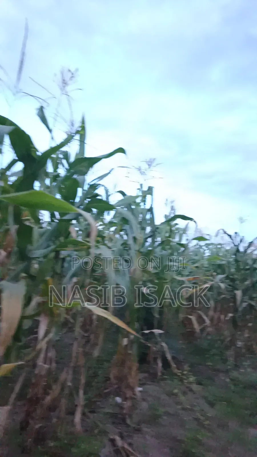 Plot for Sale in Nyamongoro
