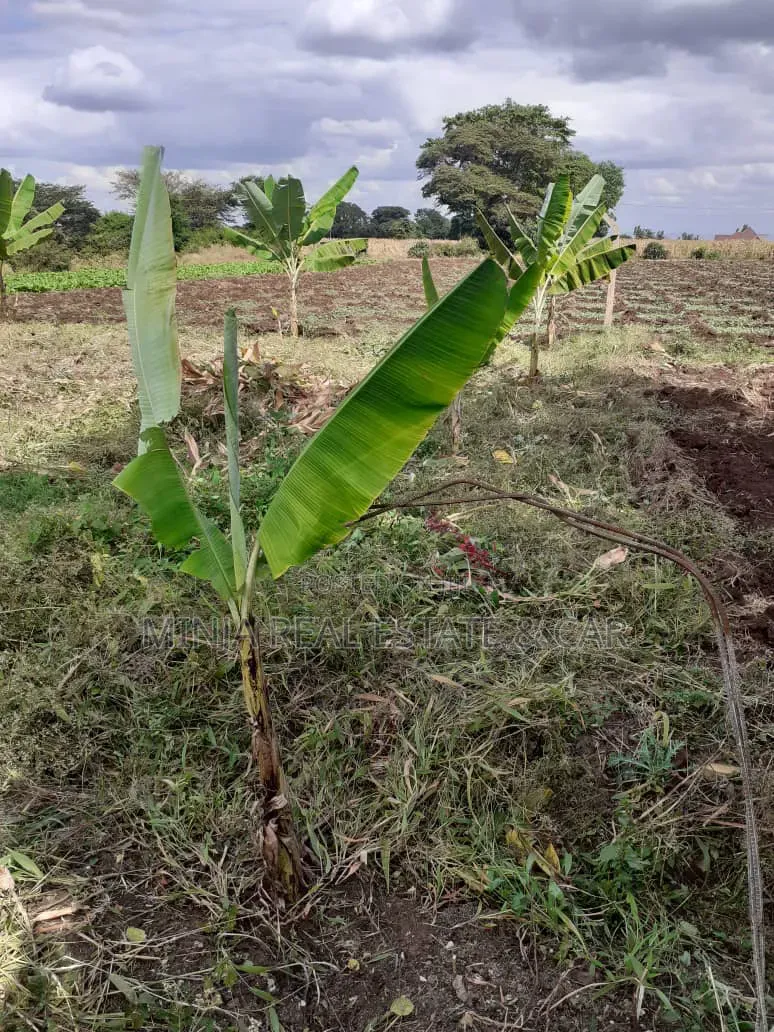 Cheap Plot for Sale Along Nduruma Road Arusha in Tengeru