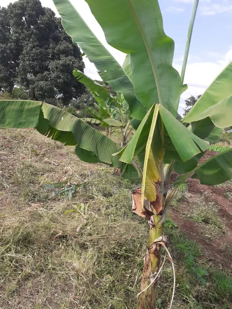 Cheap Plot for Sale Along Nduruma Road Arusha in Tengeru