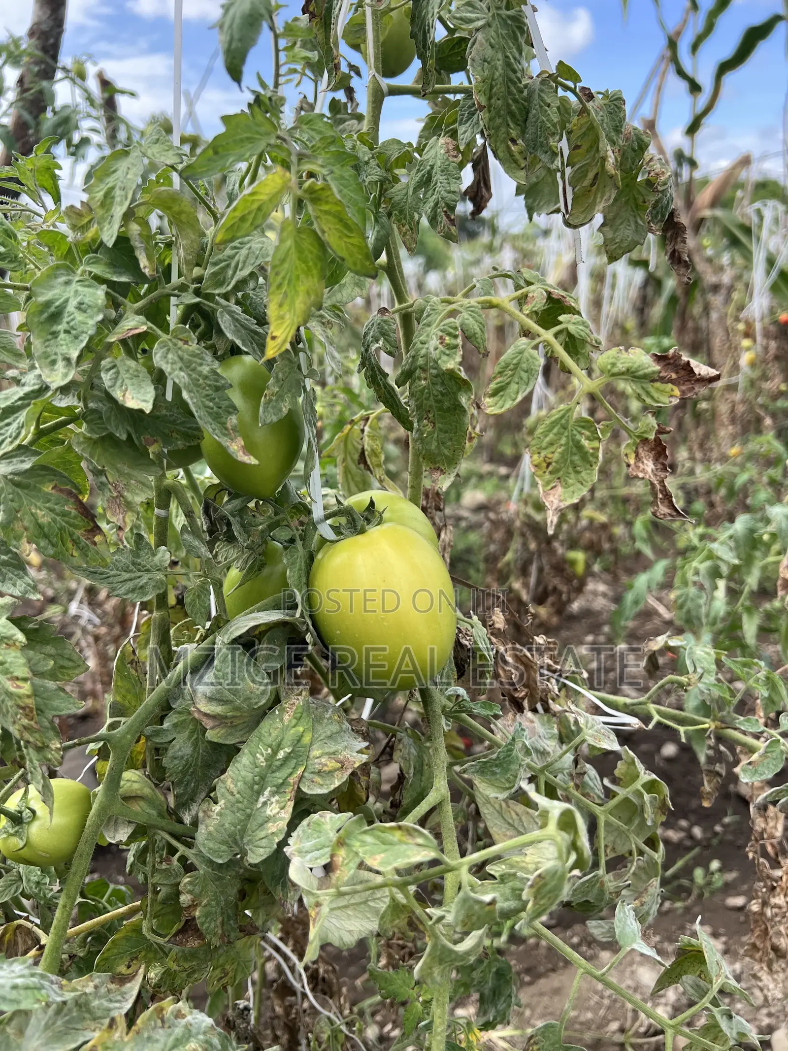 Shamba La Ekari 58 Lenye Mto Sanya Linauzwa Boma Ng'ombe Kwa Wasomali in Olkolili