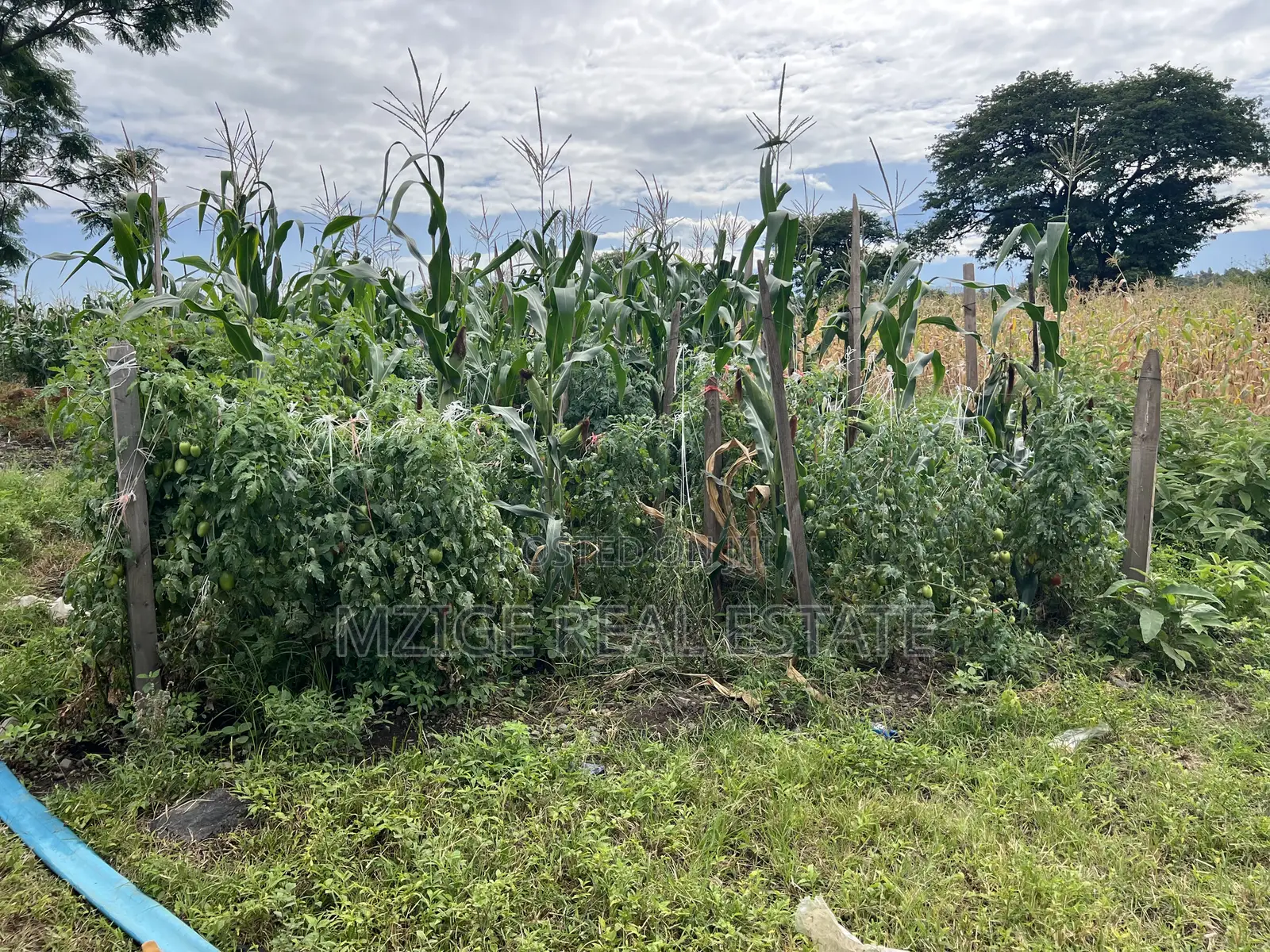 Shamba La Ekari 58 Lenye Mto Sanya Linauzwa Boma Ng'ombe Kwa Wasomali in Olkolili