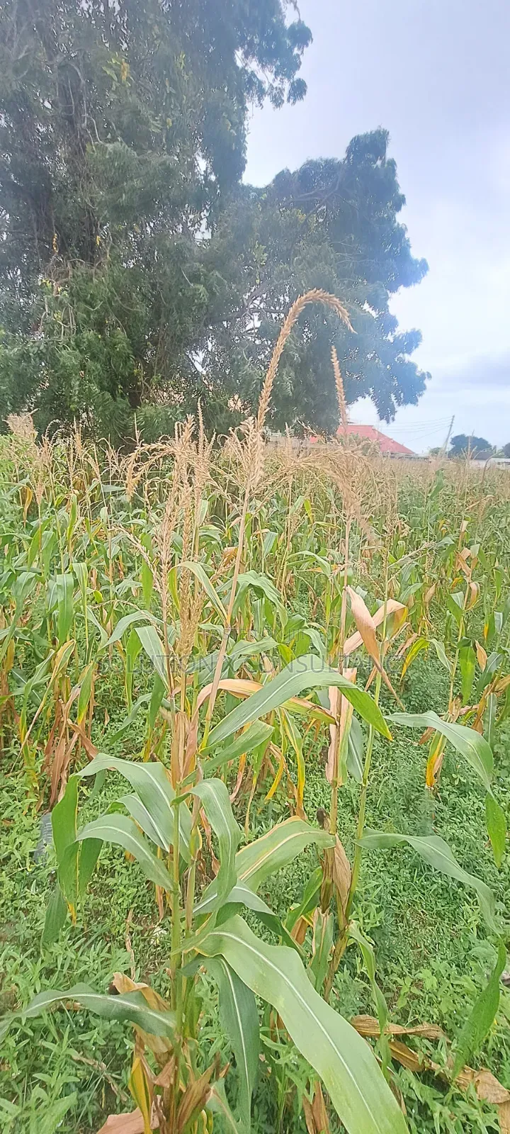 Kiwanja Kinauzwa Mbweni Teta in Mbweni