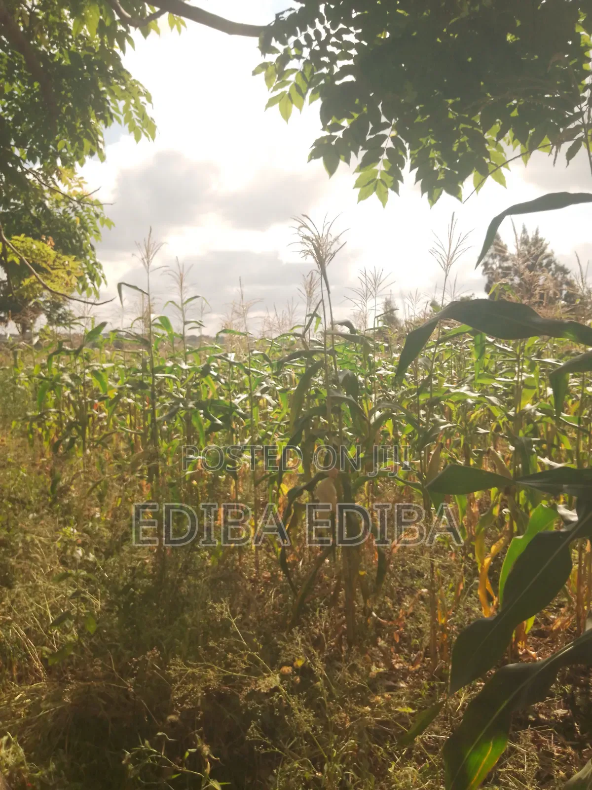 6200 SQMS Plot for Sale at Njiro in Njiro