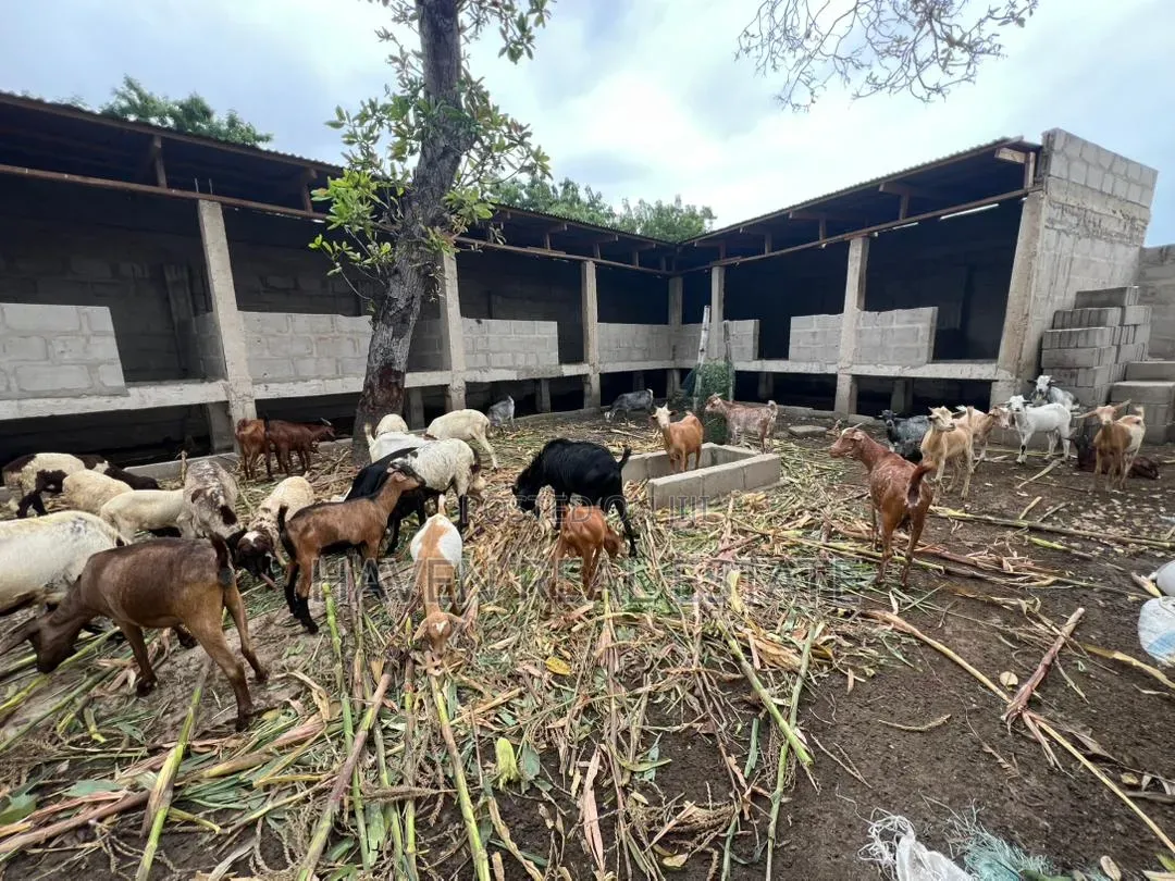 Eneo La Uwekezaji 1 Acre Linauzwa Kibada Shangwe in Kibada