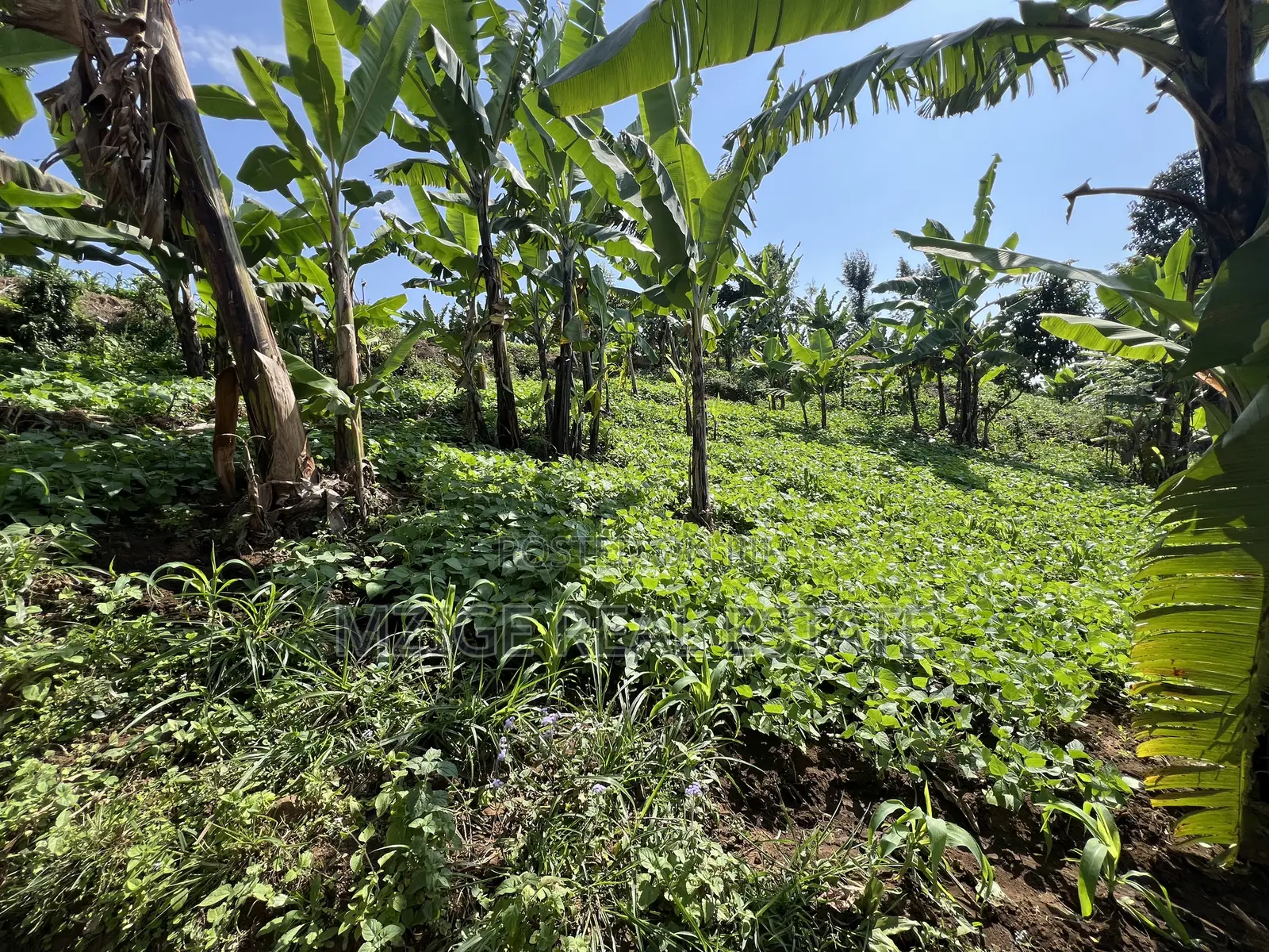 Premium 3.8-Acre Commercial Land in Shangarai / Msorongo, Arusha in Central Business Area